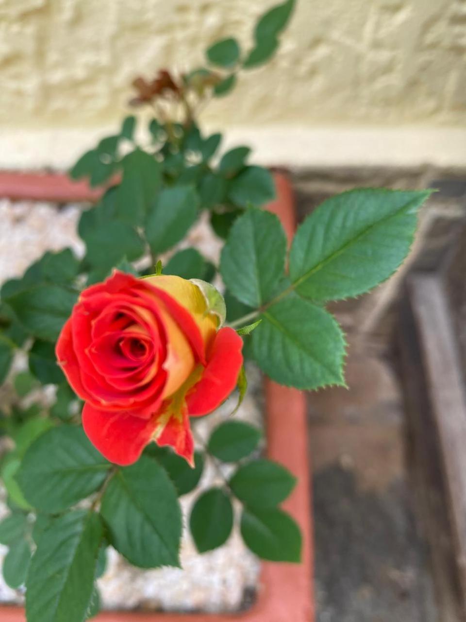 Pousada Casa Do Ipe Amarelo ميجيل بيريرا المظهر الخارجي الصورة