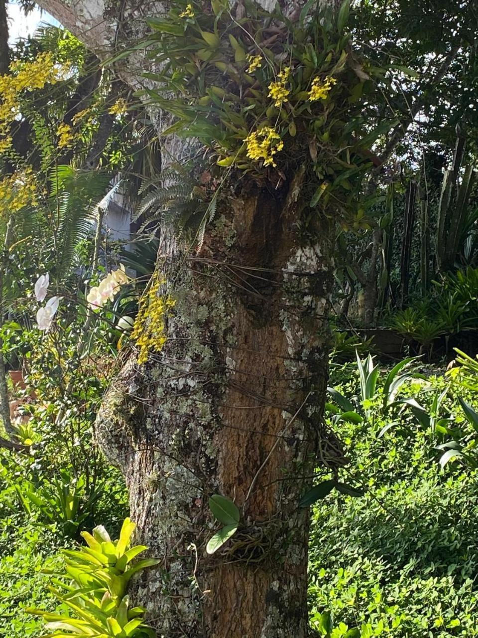 Pousada Casa Do Ipe Amarelo ميجيل بيريرا المظهر الخارجي الصورة
